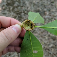 Phylloxera caryaecaulis