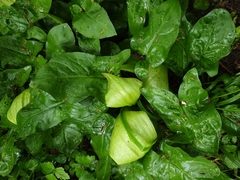 Arum maculatum