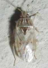 Holcocranum saturejae