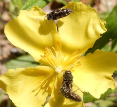 Acmaeodera neglecta