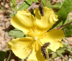 Acmaeodera neglecta