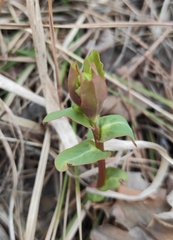 Euphorbia jenisseiensis
