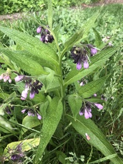 Symphytum officinale