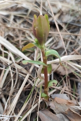 Euphorbia jenisseiensis