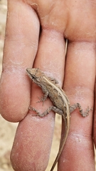 Anolis nebulosus