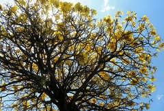 Tabebuia aurea
