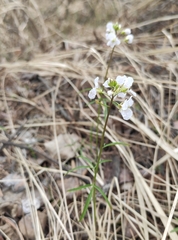 Cardamine trifida