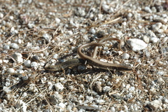 Elgaria paucicarinata