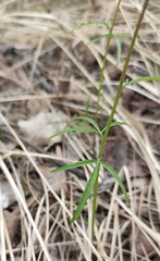 Cardamine trifida