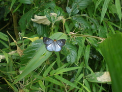 Pythonides lancea