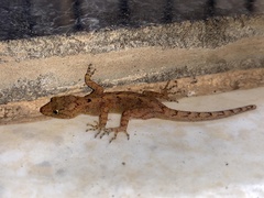 Cnemaspis ajijae