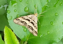 Isturgia disputaria