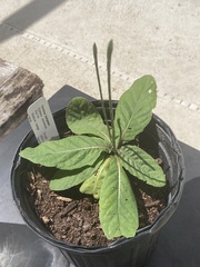 Elytraria caroliniensis