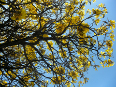 Tabebuia aurea