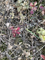 Trifolium incarnatum