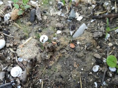 Sclerotinia trifoliorum