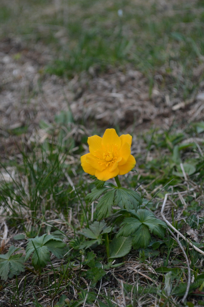 Trollius ranunculinus (Trollius ranunculinus)