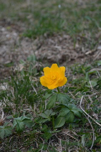Trollius ranunculinus (Trollius ranunculinus)