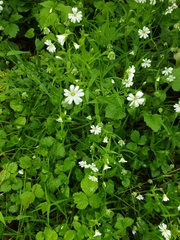 Rabelera holostea