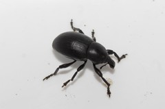Liparus tenebrioides