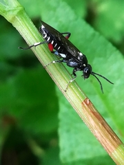Macrophya punctumalbum