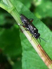 Macrophya punctumalbum