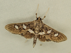 Desmia subdivisalis