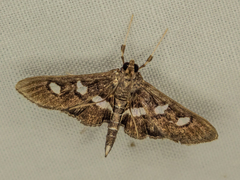 Desmia subdivisalis