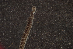 Bitis arietans arietans