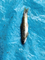 Garra