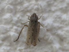Arocephalus longiceps