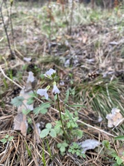 Cardamine trifida