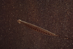 Bitis arietans arietans