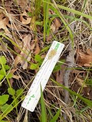 Carex sartwellii