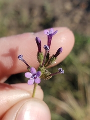 Allophyllum gilioides gilioides