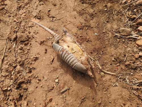Southern Long-nosed Armadillo photographed in Louisiana
