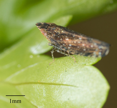 Scaphytopius loricatus