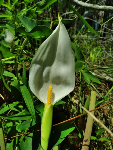 Image of Peltandra sagittifolia by (c) Scott Ward, some rights reserved (CC BY)
