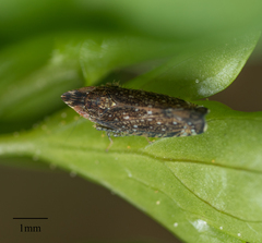Scaphytopius loricatus