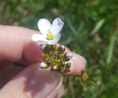 Cardamine parviflora