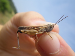 Ramburiella hispanica