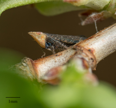Scaphytopius loricatus