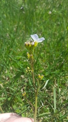 Cardamine parviflora