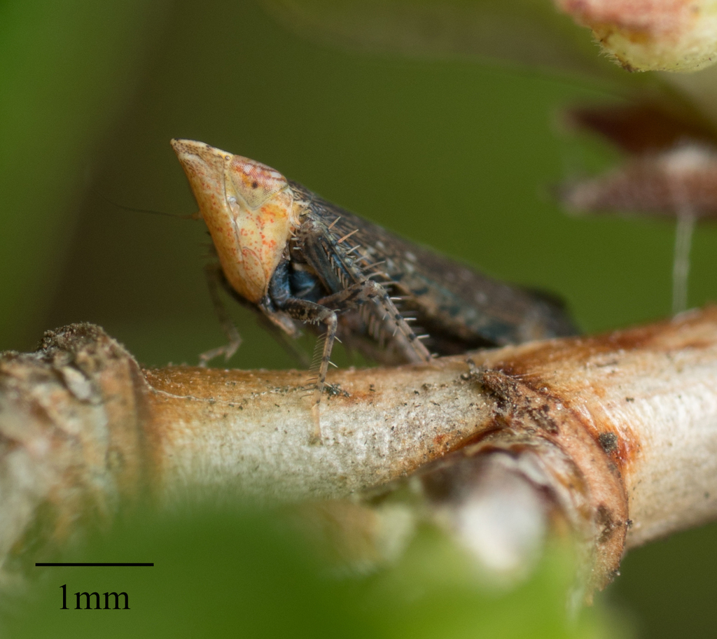 yellowfaced leafhopper