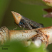 Scaphytopius loricatus - Photo no hay derechos reservados, subido por Jesse Rorabaugh