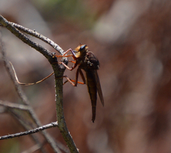 Proctacanthus heros