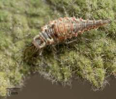 Neuroptera