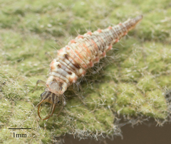 Neuroptera