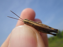Ramburiella hispanica