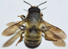 Megachile pyrenaica